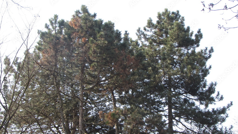 Obraz premium trees in winter