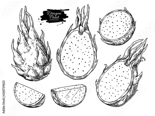Dragon fruit vector drawing set. Hand drawn tropical food illustration. Engraved summer dragonfruit photo