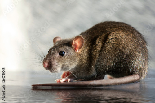 Close-up gray rat
