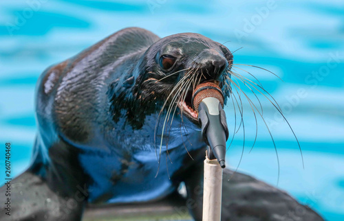 Foto Fur seal sings in a circus microphone