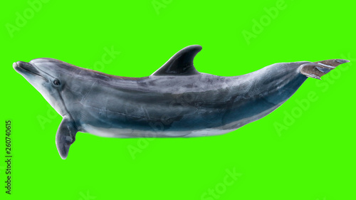 Dolphin isolated on green background © schankz
