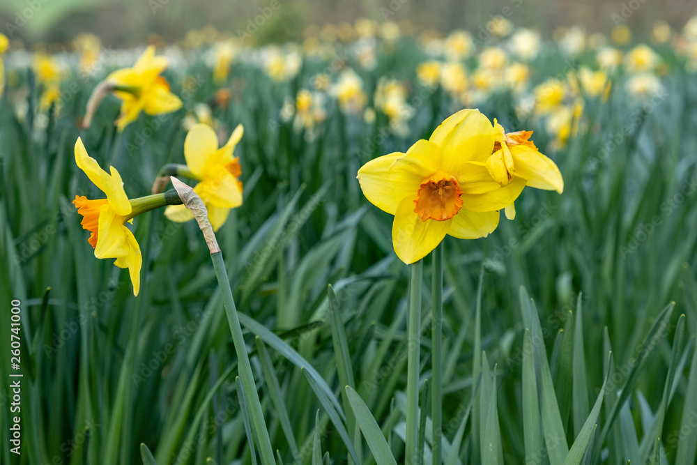Daffodils with orange centres in parkland Daffodils with orange centres in parkland