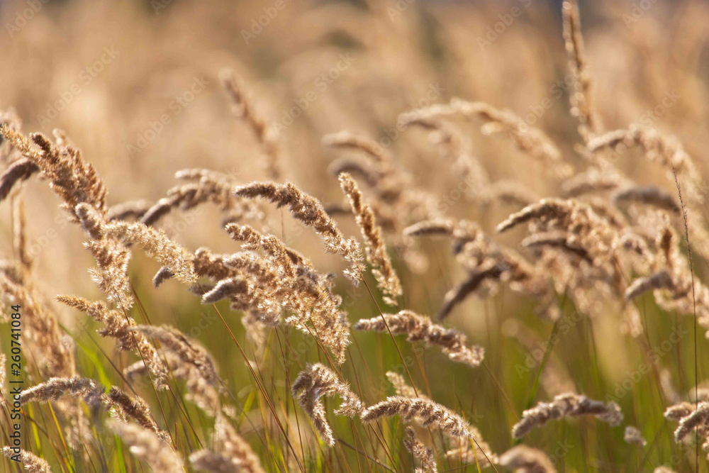 Fototapeta premium Spikes on the grass in nature as a background