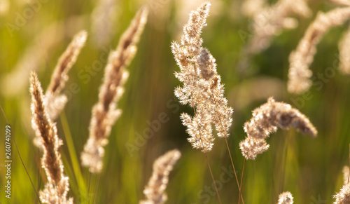 Spikes on the grass in nature as a background