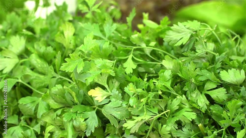 Close-up of healthy, organic vegetables at a market stall. On the shot you can see the leek, parsley and green parts of the plants. A sunny morning. Close-up of healthy, organic vegetables at a market stall. On the shot you can see the leek, parsley and green parts of the plants. A sunny morning.