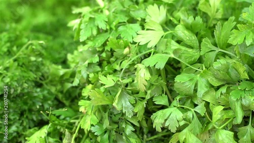 Wallpaper Mural Close-up of healthy, organic vegetables at a market stall. On the shot you can see the leek, parsley and green parts of the plants. A sunny morning. Torontodigital.ca