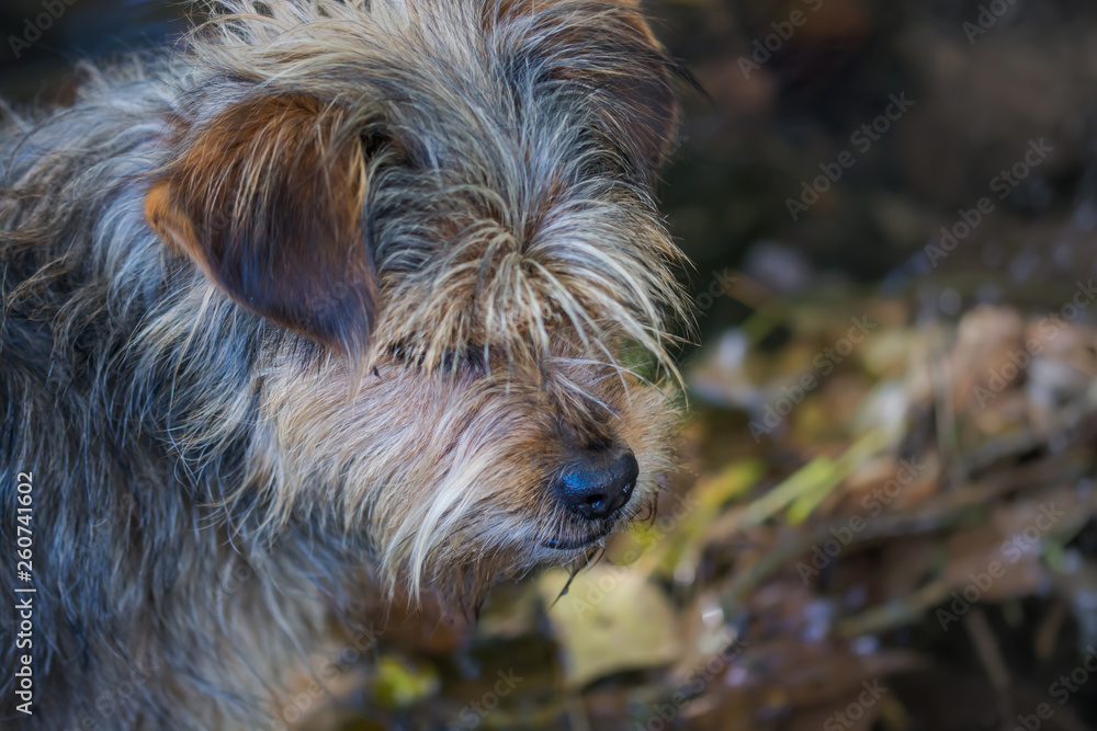 Retrato de perro pequeño posando a la cámara Retrato de perro pequeño posando a la cámara