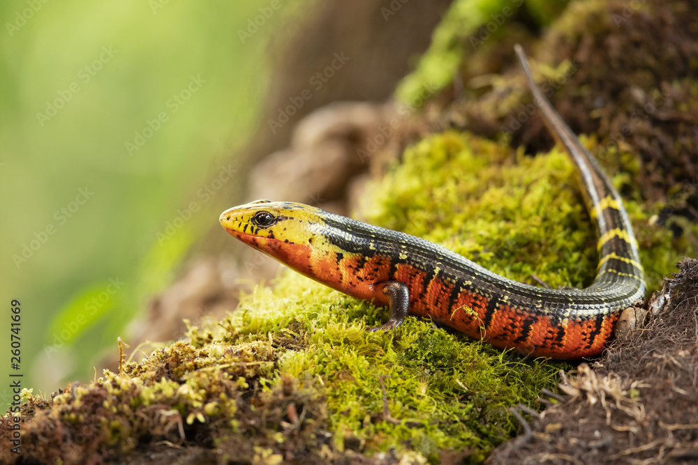 Fototapeta premium Diploglossus monotropis. This species is found in the humid Atlantic lowlands of southern Nicaragua, Costa Rica, and western Panama. IUCN Red List. Costa Rican rainbow stripe galliwasp