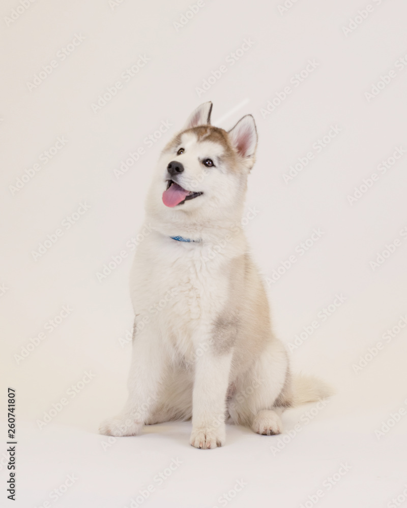Cute Puppy Cute Puppy
