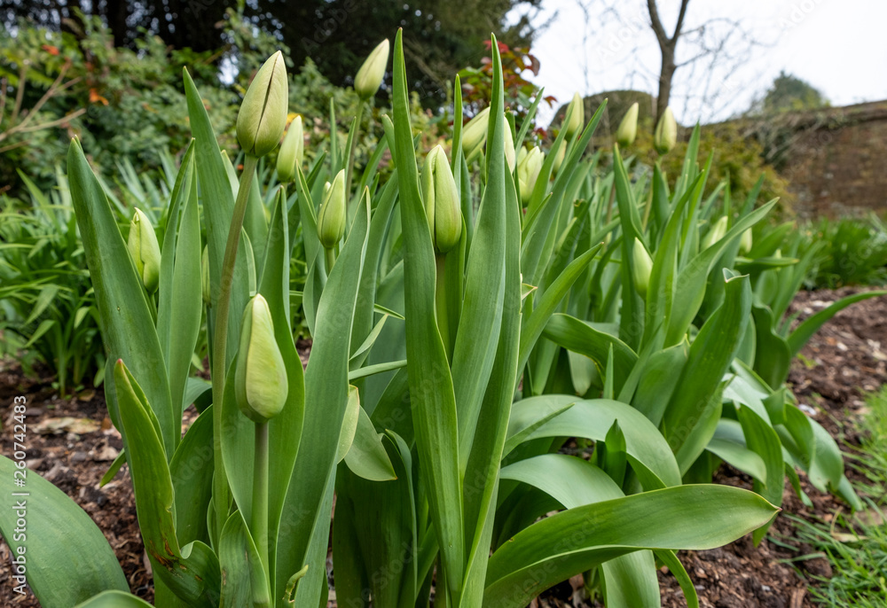 Obraz premium Tulips in in a flowerbed
