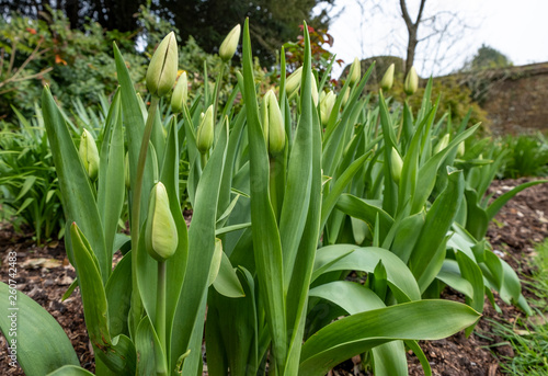 Tulips in in a flowerbed