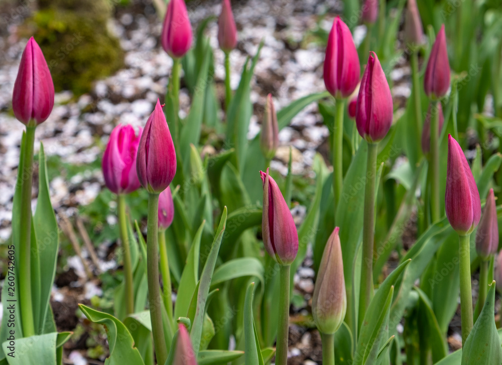 Pink tulips in in a flowerbed Pink tulips in in a flowerbed