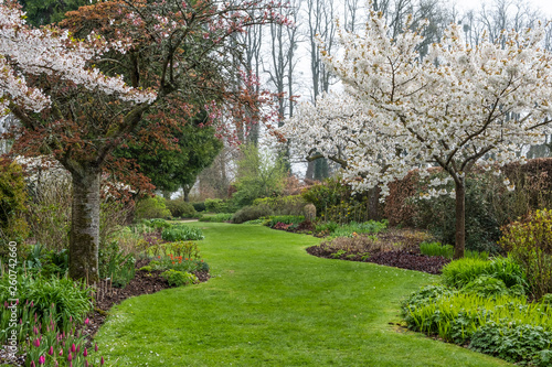 Obraz na plátne Herbaceous borders with cherry blossom trees