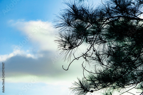 pine branches with a surrounding cloudy sky on becici pine peak