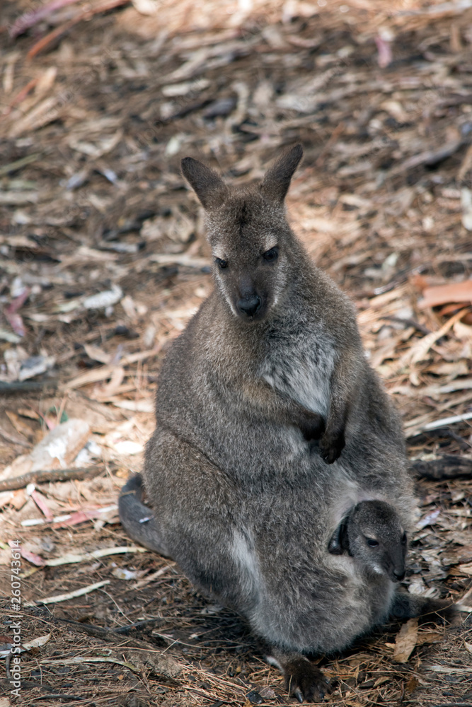 A red necked wallaby with joey