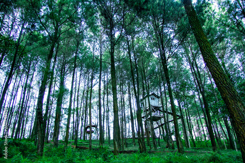 tree house in pine forest on becici peak