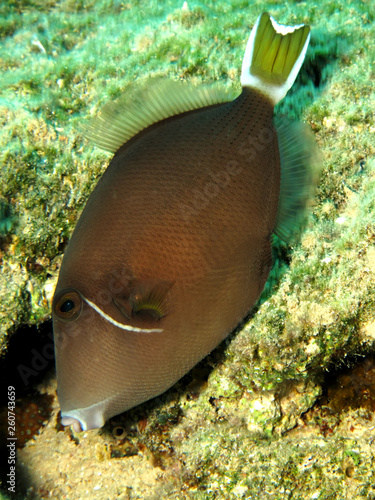 Bluethroat triggerfish (sufflamen albicaudatus) photo