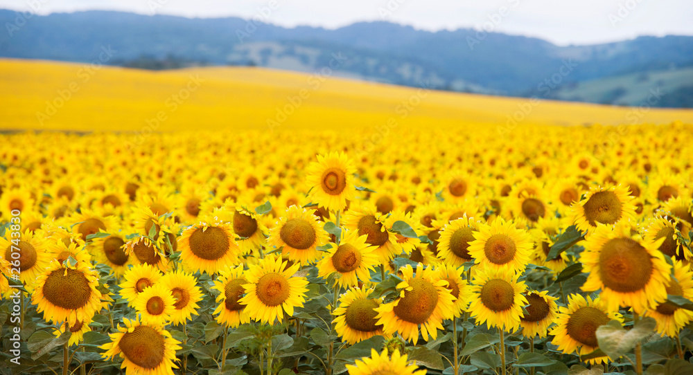 Obraz premium field of sunflowers