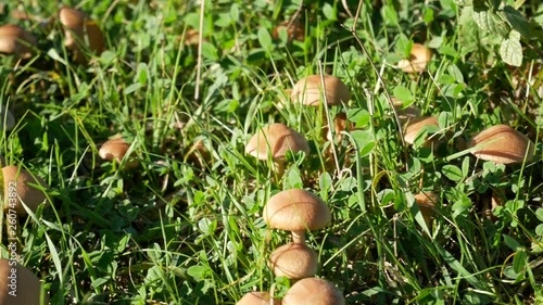 group of wild mushrooms in the grass. Lacrymaria lacrymabunda inedible mushroom. Mushrooming, looking for wild fungus. photo