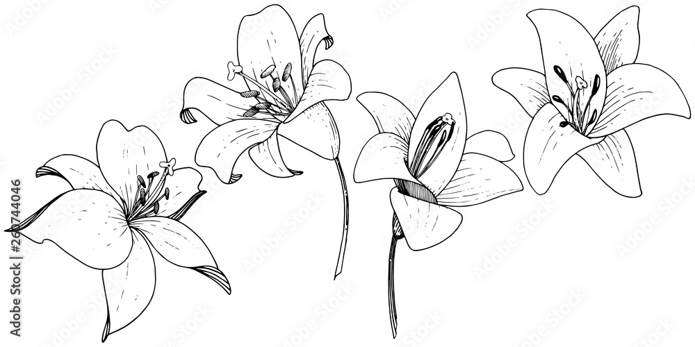 Vector Lily floral botanical flower. Engraved ink art on white background. Isolated lilium illustration element.