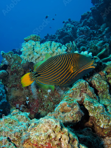 Orange-striped triggerfish (Balistapus undulatus)