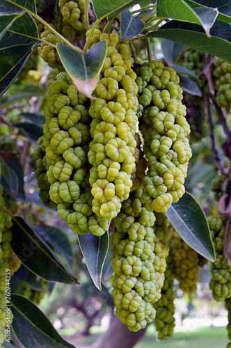 ombu tree fruit photo