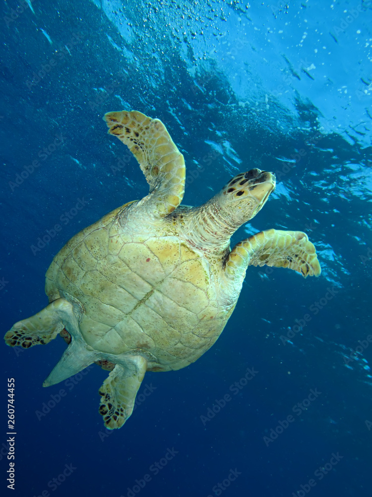 Fototapeta premium Hawksbill turtle (Eretmochelys imbricata)