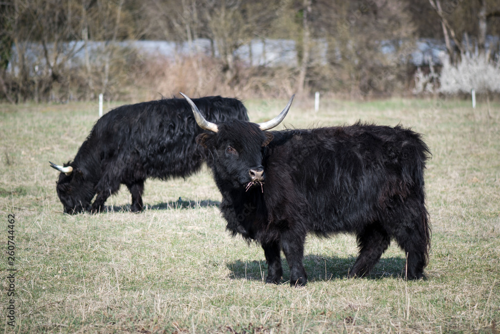 Scottish highland cattle in the mountains - A black Scottish Highland cattle with large horns Scottish highland cattle in the mountains - A black Scottish Highland cattle with large horns