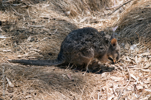 This is a side viewa small Tammar wallaby