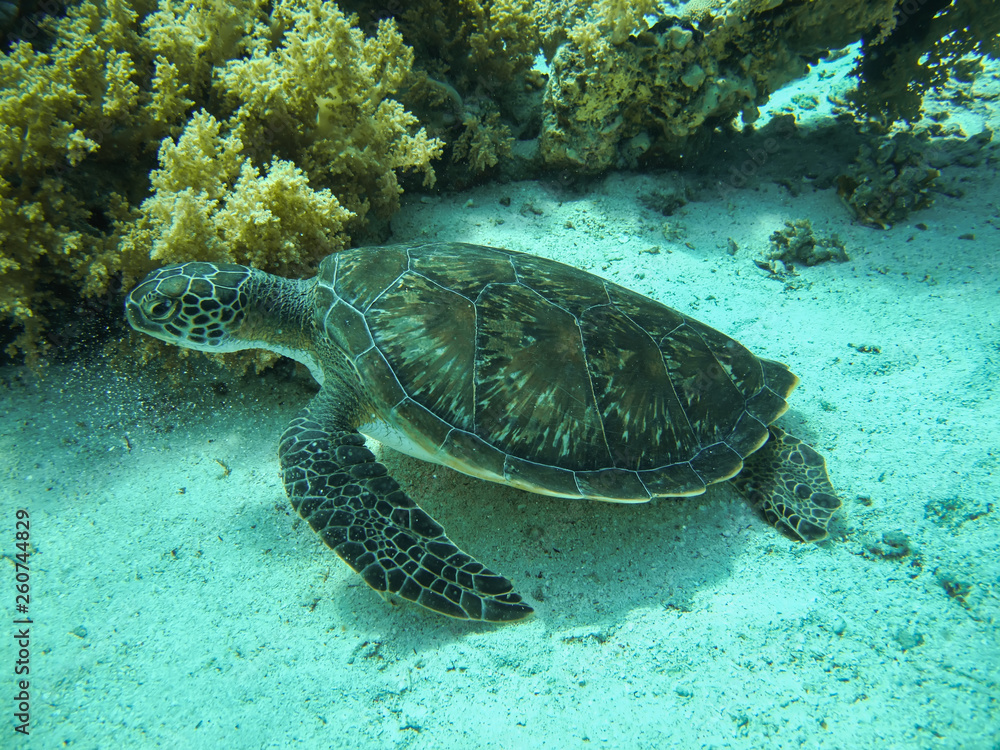 Green sea turtle. (Chelonia mydas). Taking in Red Sea, Egypt.