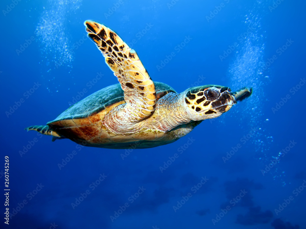 Obraz premium Hawksbill turtle (Eretmochelys imbricata)