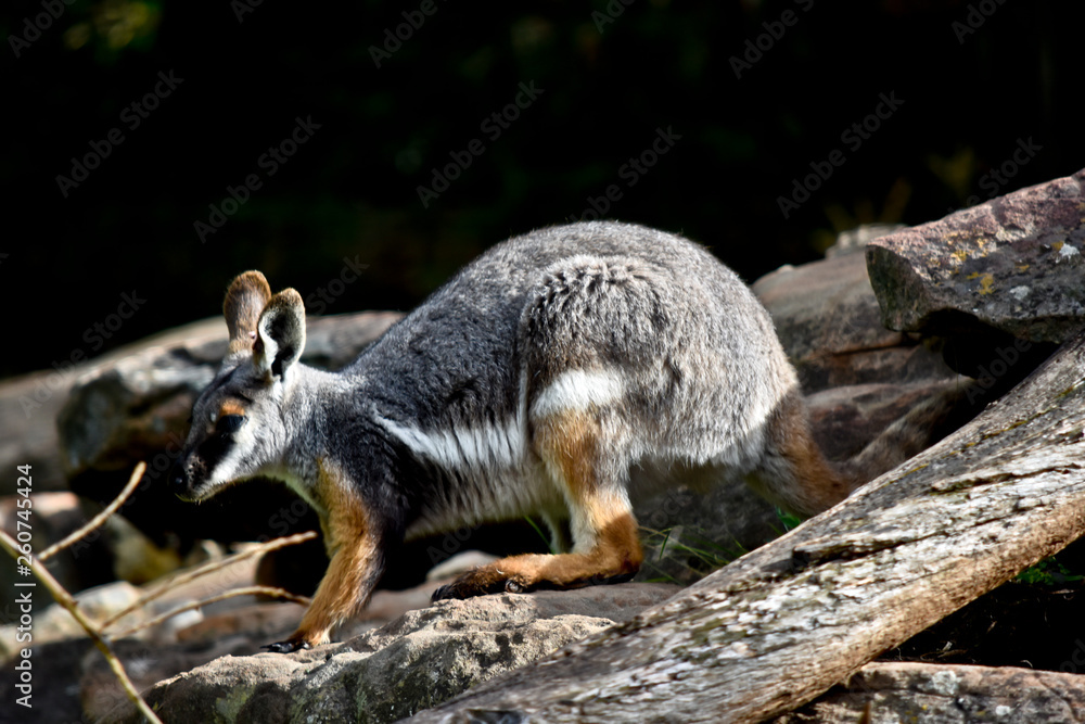 a yellow footed rock wallaby a yellow footed rock wallaby