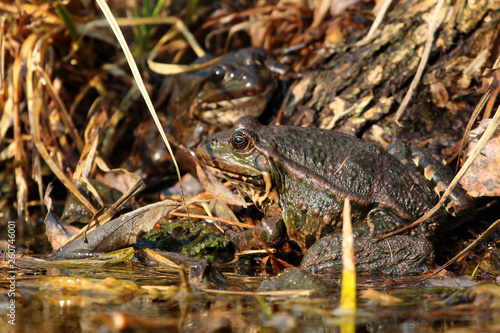 Common marsh frogs (Pelophylax ridibundus) in the grass © aquatarkus
