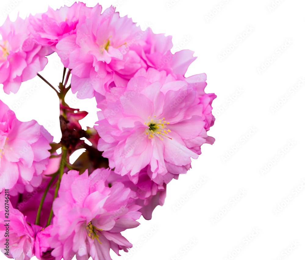 Beautiful  branch sakura flower (cherry blossom) in spring. Sakura tree flower isolated on white background
