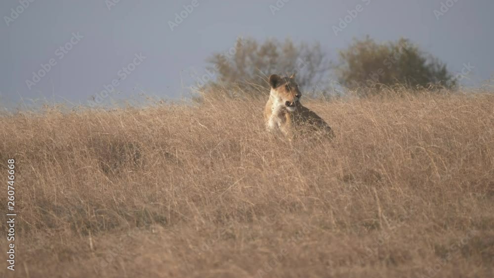 4K 60p low view of a lioness sitting in long grass at masai mara national reserve in kenya, africa 4K 60p low view of a lioness sitting in long grass at masai mara national reserve in kenya, africa
