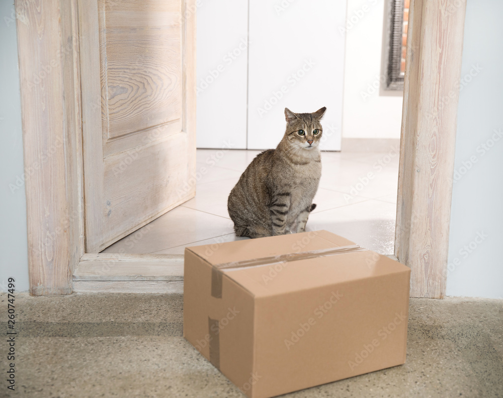 receiving parcel dog and cat 