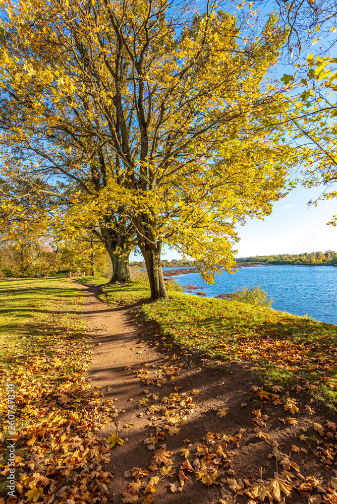 Fototapeta premium autumn golden colored park with trees and sun rays