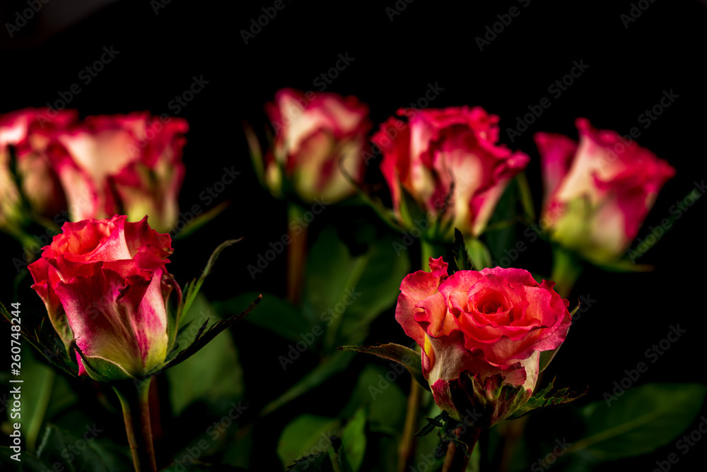 colorful flowers on black background. studio composition