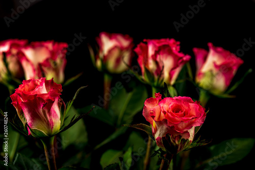 colorful flowers on black background. studio composition