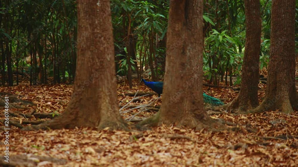 Slow motion shot of a colorful peacock walking between mango trees in a rain forest in the Caribbean Slow motion shot of a colorful peacock walking between mango trees in a rain forest in the Caribbean