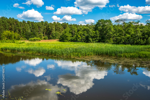 scenic forest lake in sunny summer day with green foliage and shadows