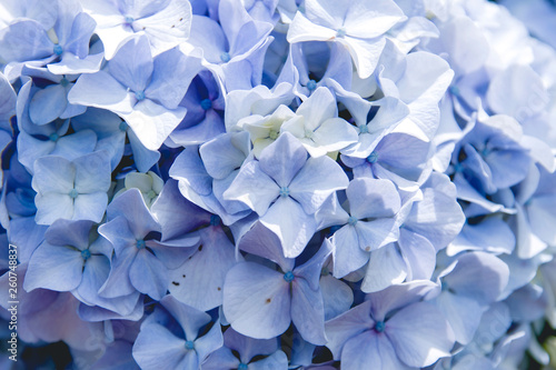 Detail of hydrangea blue flowers
