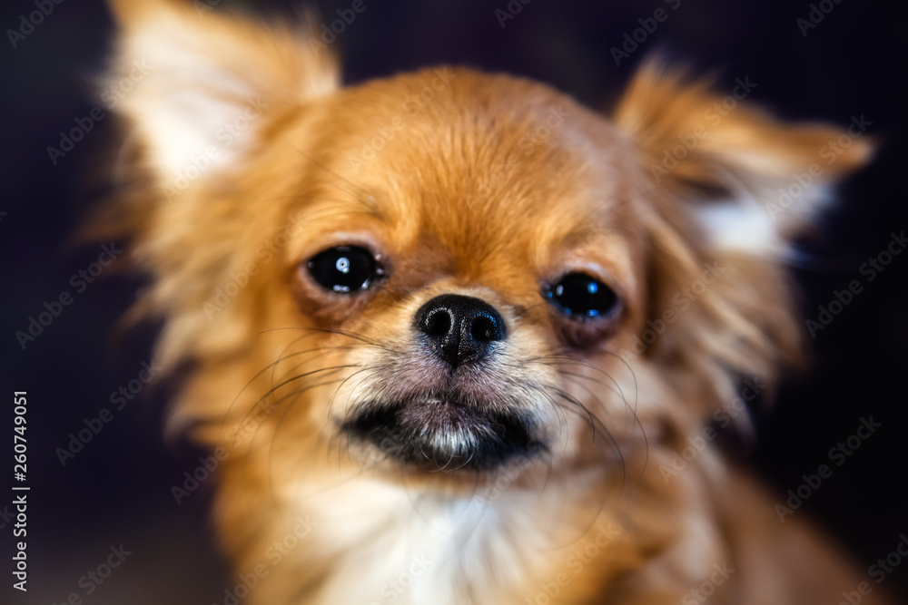 Chihuahua puppy dog is photographed at close range Chihuahua puppy dog is photographed at close range