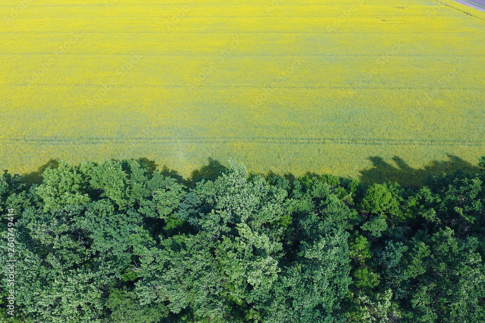 Field of flowering rape and forest belts for wind protection. Rape, a syderatic plant with yellow flowers. Field with siderates. Field of flowering rape and forest belts for wind protection. Rape, a syderatic plant with yellow flowers. Field with siderates.