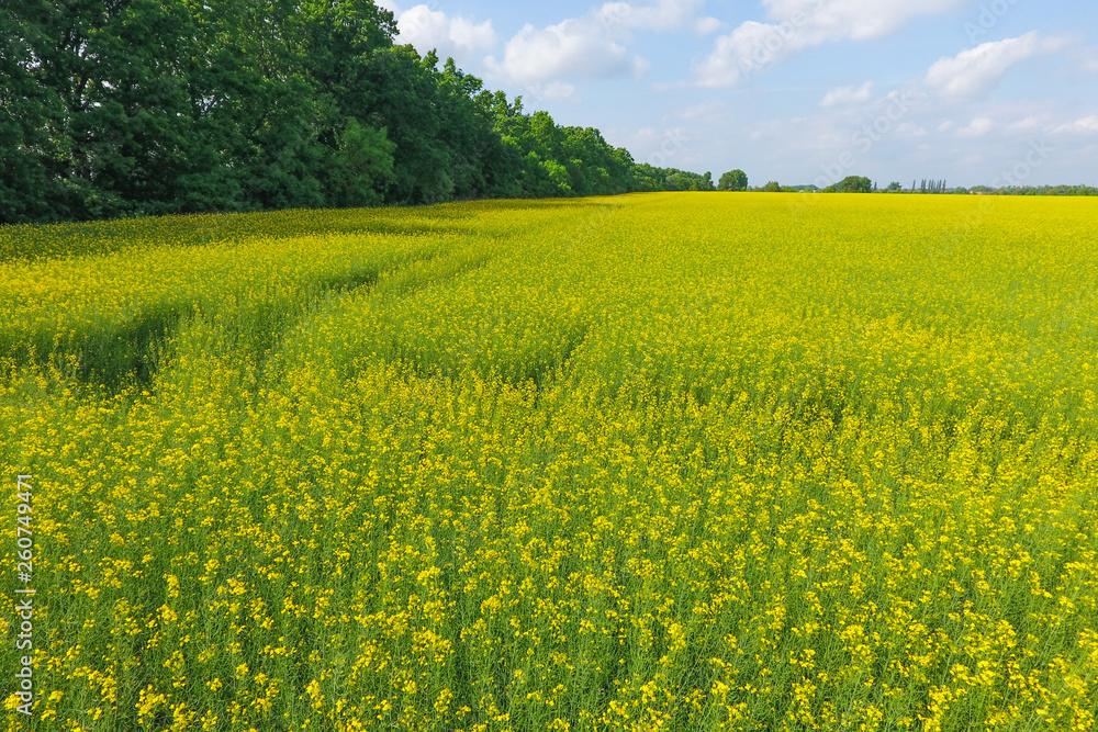 Field of flowering rape. Rape, a syderatic plant with yellow flowers. Field with siderates.