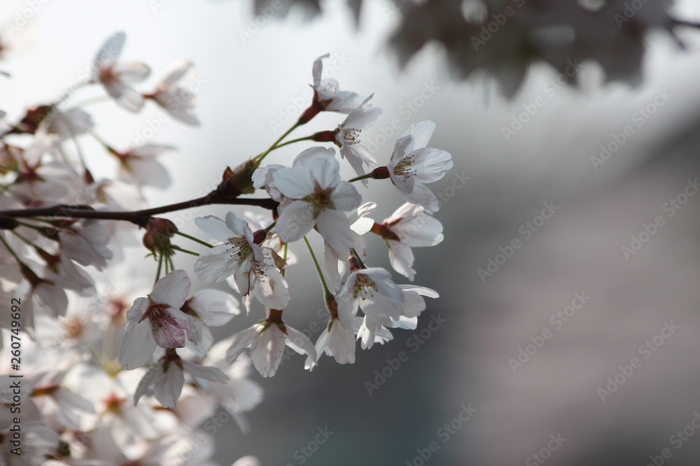 White and pink blossom flowers at the prunus tree in the sun in Nieuwerkerk aan den IJssel White and pink blossom flowers at the prunus tree in the sun in Nieuwerkerk aan den IJssel