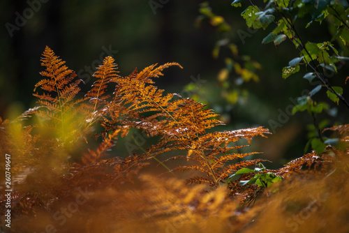 field of orange colored fern leaves in autumn in forest