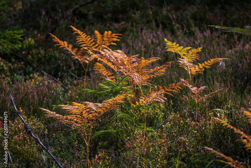 field of orange colored fern leaves in autumn in forest