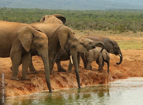 Family herd of African elephants drinking at the waterhole.