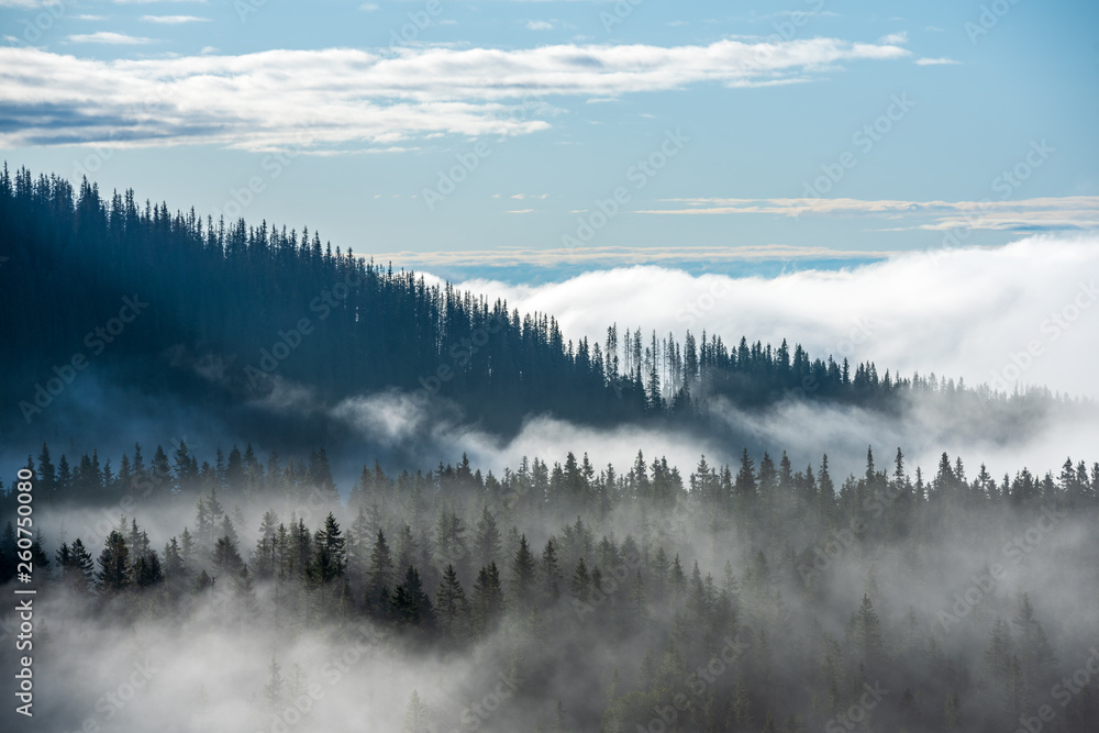 mist rising from valleys in forest in slovakia Tatra mountains
